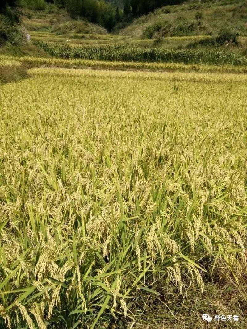 走进浙江大米的世界：传统与现代的完美融合